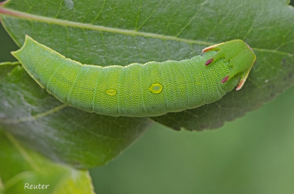 Erdbeerbaumfalter (Charaxes jasius)